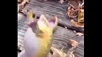 SAPO PENDEJO QUE NO DURA NADA SALTA MIENTRAS SE LO FOLLAN TERMINA MAL SAPO PENDEJO QUE NO DURA NADA SALTA MIENTRAS SE LO FOLLAN TERMINA MAL