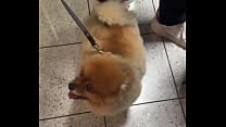 Happy dog️ Update 190 2024 12 11T18 43 12 000Z Happy dog️ Update 190 2024 12 11T18 43 12 000Z