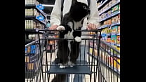 Cat on the cart
