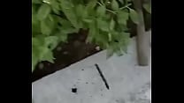 GretaLa   senza slip davanti il giardiniere