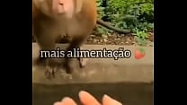 Doutor fran   macacos sem doutor fran meme