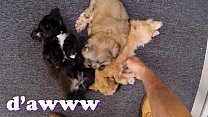XXX PAWN   Things Get Weird When Valerie White Brings Puppies Into Our Shop