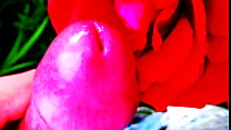 Red Rose Red Rose