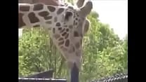Girafa Safadinha Se Lambuzando no Ferro Bem Dotado
