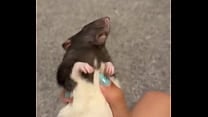 Colby This rat is so full of personality I love him so much  He rsquo s such a good rodent 