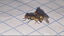 Apareamiento creativo y satisfactorio para perpetuar la especie insectus volarius de genero masculino y femenino de la rama de las moscus Volaris