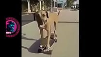 Cachorr atilde o botando pra fuder no skate ao som bugado de Charlie Brown Jr Cachorr atilde o botando pra fuder no skate ao som bugado de Charlie Brown Jr