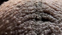 ablatisque testiculis balls in Latin ablatisque testiculis balls in Latin