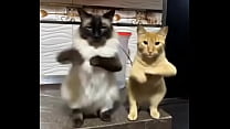 Gatitos esponjositos bailando